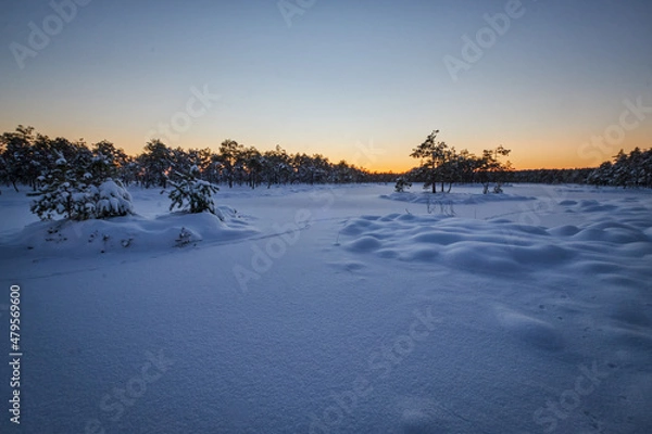 Obraz winter sunset in snowy bug and swamp with snow and pine trees