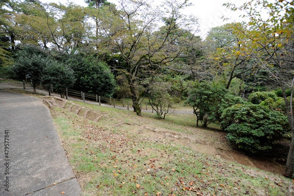 Fototapeta 公園の道