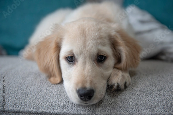 Fototapeta Close up portrait of beautiful golden retriever puppy laying down on couch 