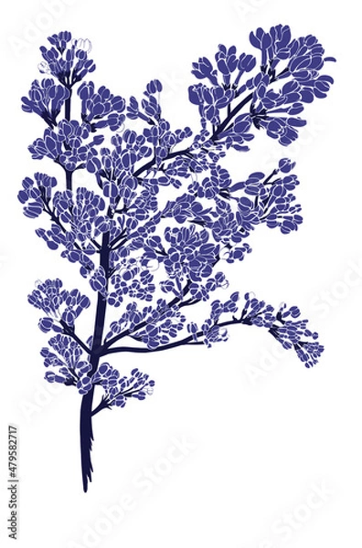 Fototapeta Vector illustration of purple lilac flower , botanical sketch for postcards, posters, notebooks .	
