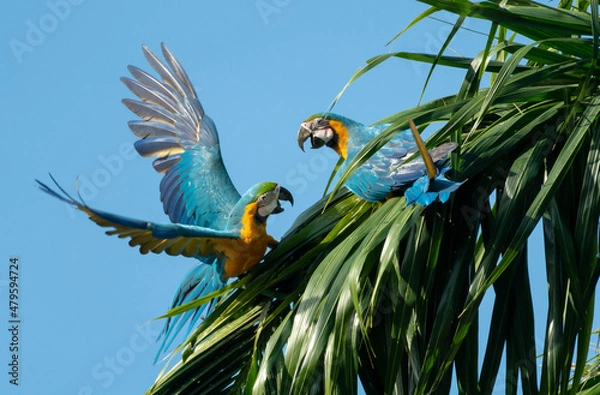 Fototapeta Two Blue and Yellow Macaws, Ara ararauna, playing and fighting on a palm leaf in the sunlight.