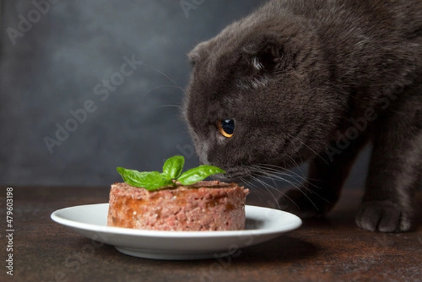 Obraz cat eating pate