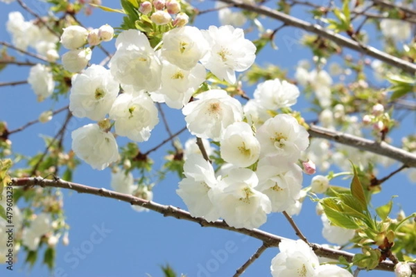 Obraz sakura cherry blossom tree flowers