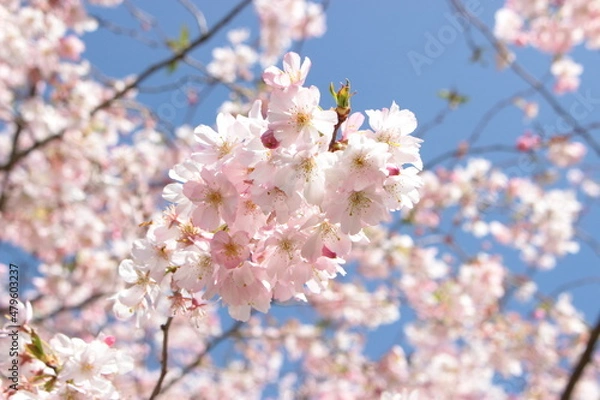 Obraz sakura cherry blossom