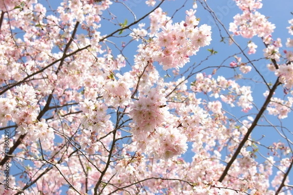 Obraz sakura cherry blossom