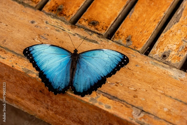Fototapeta beautiful butterfly of unusual bright color on flowers in vivo