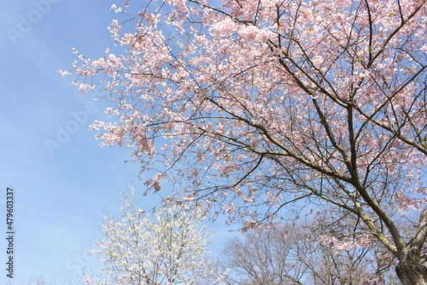 Obraz sakura cherry blossom