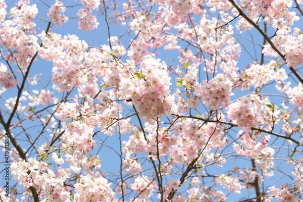 Obraz sakura cherry blossom