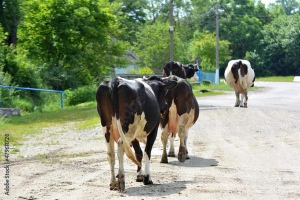 Fototapeta After grazing on a village street, cattle from a private farm return home.