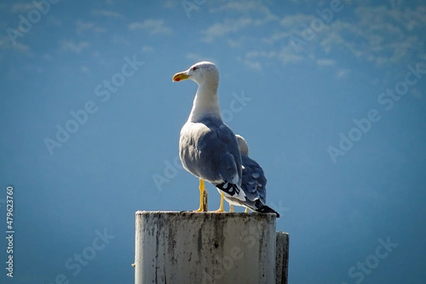 Fototapeta Two seagulls sitting and watching