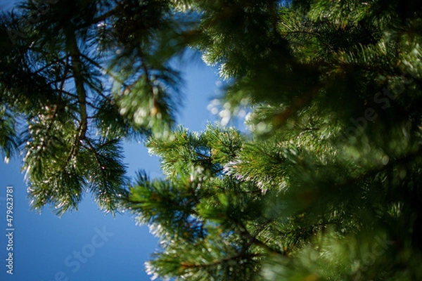 Fototapeta Branches of a pine with blue sky in background