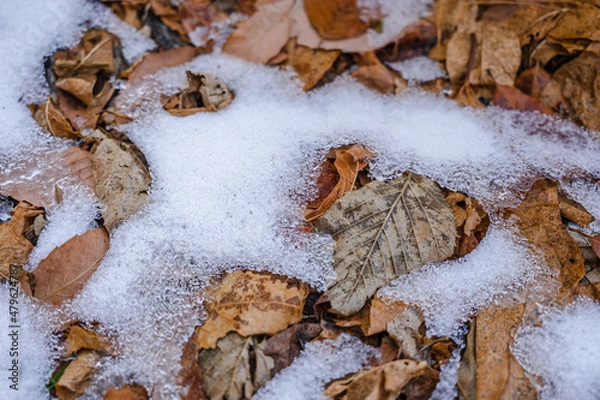 Obraz 落ち葉に残って凍った雪