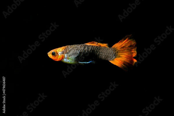 Obraz Old and sick guppy