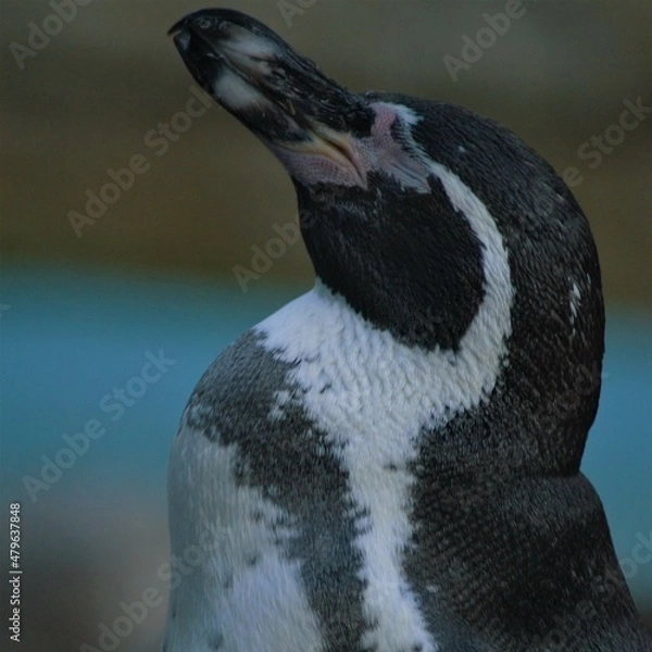 Obraz Satisfied Penguin