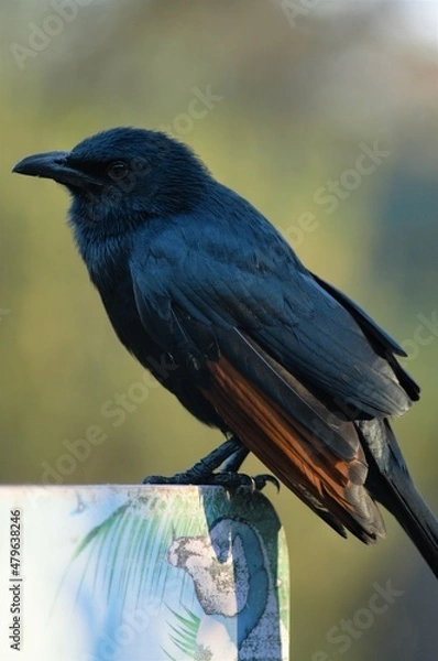 Obraz Red winged Starling