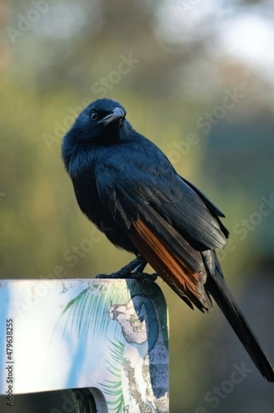 Obraz Red Winged Starling