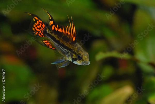 Fototapeta Apistogramma dwarf cichlid