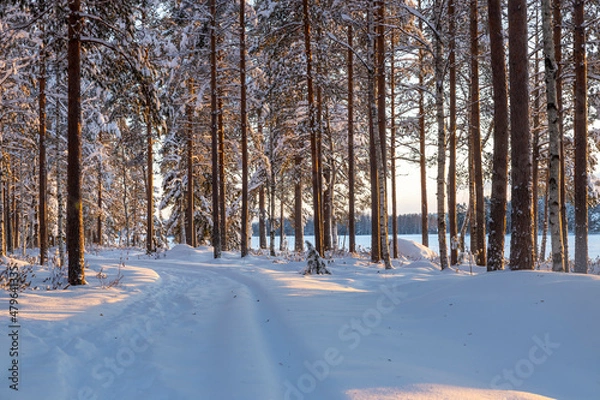 Obraz Path in the forest