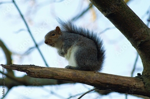 Fototapeta Cheeky squirrel