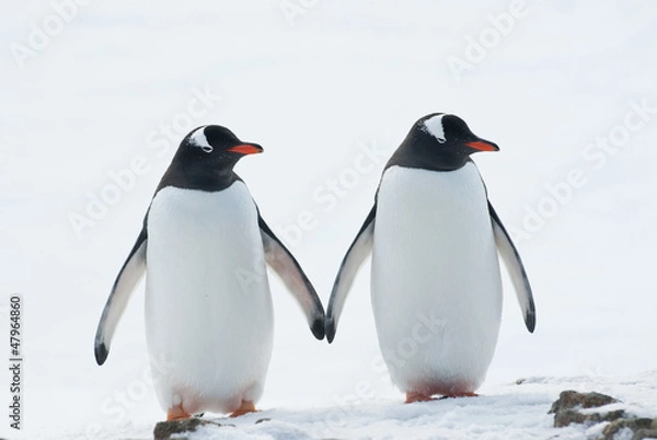 Obraz Dwa pingwiny Gentoo.
