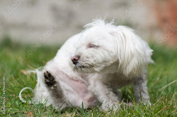 Fototapeta Drapiący się pies