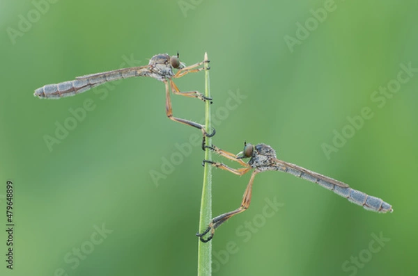 Obraz Owad na trawie