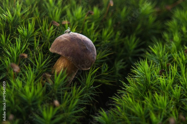 Fototapeta Grzyb w mchu