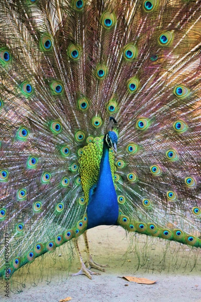 Obraz peacock with feathers out