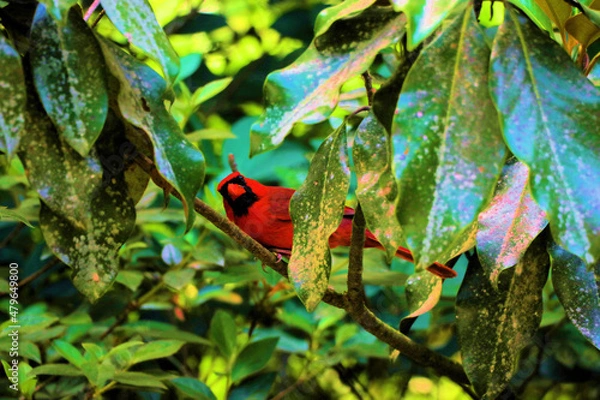 Obraz Cardinal on tree