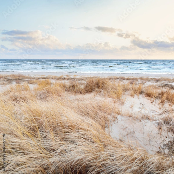 Obraz Baltic sea shore (desert, beach) under blue sky with glowing sunset clouds. Sand dunes and plants (dune grass, Ammophila). Denmark. Nature, environmental conservation, ecotourism. Picturesque scenery