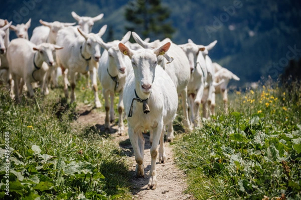 Fototapeta Ziegenherde