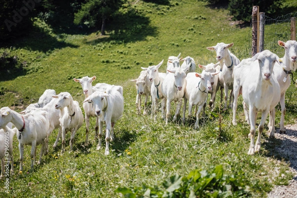 Fototapeta Ziegenherde 