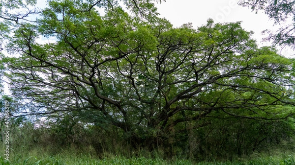 Fototapeta tree in the forest