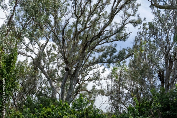 Obraz branches against sky