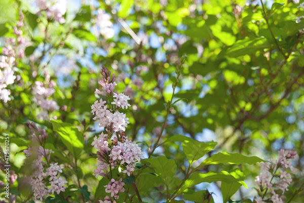 Fototapeta Delicate spring background with blooming lilacs. Lilac in the garden