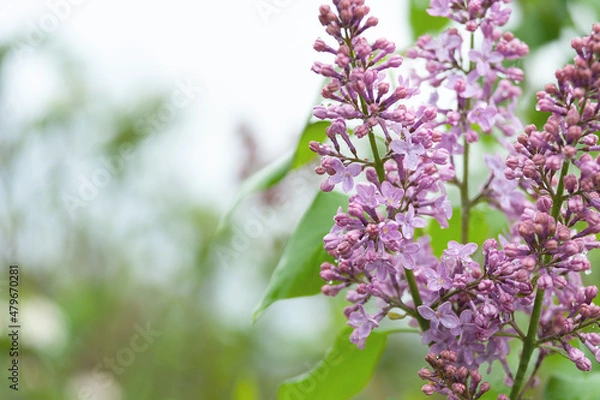 Fototapeta Delicate spring background with blooming lilacs. Lilac in the garden