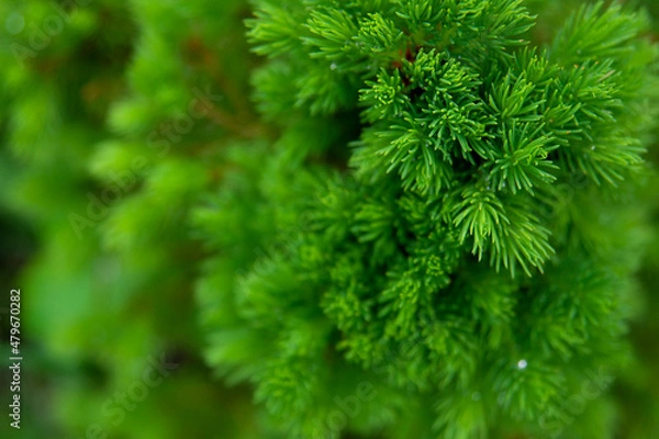 Obraz Needles of spruce canadian conica close-up