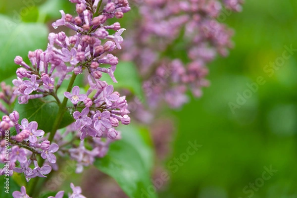 Fototapeta Delicate spring background with blooming lilacs. Lilac in the garden