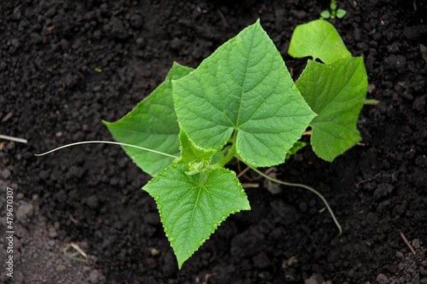 Fototapeta Cucumber sprouts in a greenhouse. Growing vegetables