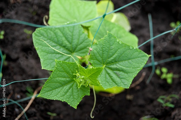 Fototapeta Cucumber sprouts in a greenhouse. Growing vegetables