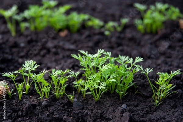 Obraz Shoots of carrots in the garden. Growing carrots. Growing vegetables
