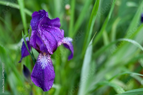 Fototapeta Purple iris in the garden