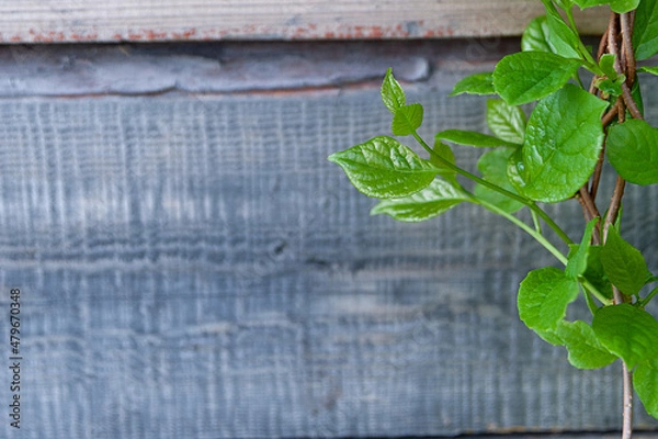 Fototapeta Schisandra chinensis sprout on the background of an old wooden wall