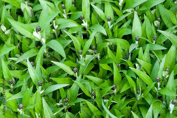 Fototapeta Green background of cornflower leaves