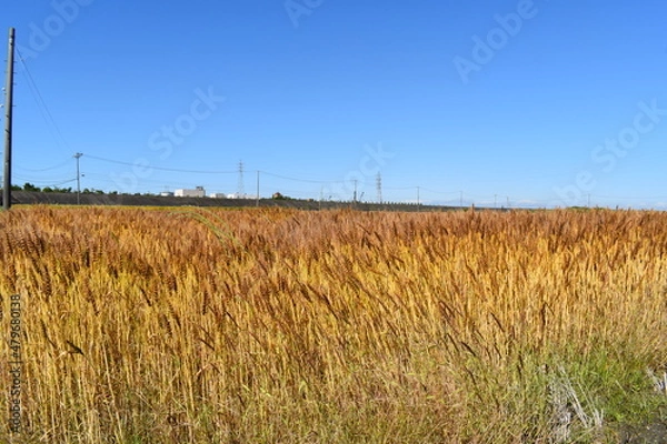 Obraz 青空と麦畑