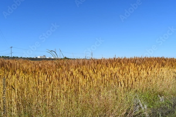 Obraz 青空と麦畑