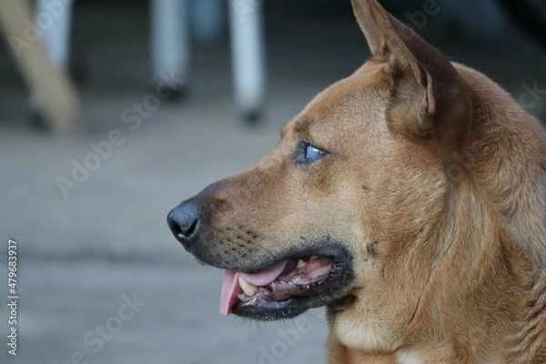 Obraz portrait of a dog