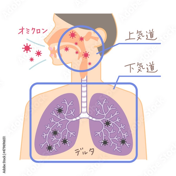 Obraz 上気道と下気道へのオミクロン株の侵入（鼻・喉・肺の図表イラスト・文字あり）