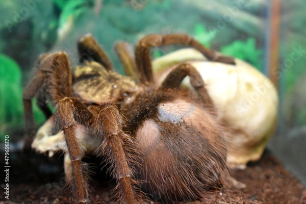 Fototapeta spider on the web