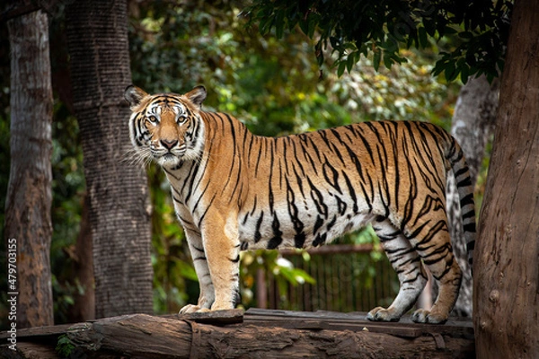 Obraz Asian tiger resting on a tree.